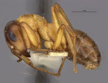 Media type: image;   Entomology 22730 Aspect: habitus lateral view